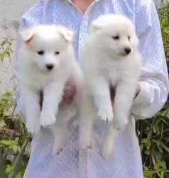 Buy Vaccinated  Pomeranian Puppy from Goa